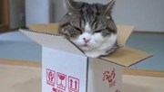 uniqlo-maru-le-chat-180×124