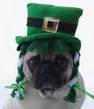 saint-patrick-2016-guide-survie