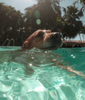 chien_vacances