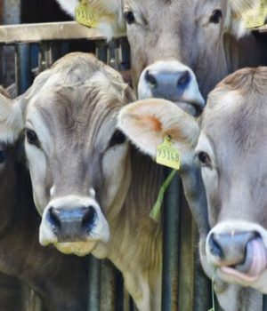 pexels pixabay bien etre animal vaches elevage