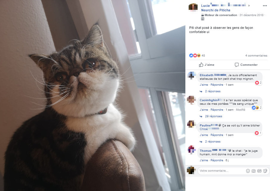 Un piticha mignon, posté sur un neurchi dédié. // Source : Capture d'écran Facebook / Neurchi de piticha Un piticha mignon, posté sur un neurchi dédié. // Source : Capture d'écran Facebook / Neurchi de piticha