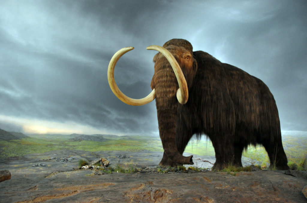 Les mammouths laineux ont commencé à disparaître il y a entre 15 000 et 12 000 ans avant notre ère. // Source : Flying Puffin Les mammouths laineux ont commencé à disparaître il y a entre 15 000 et 12 000 ans avant notre ère. // Source : Flying Puffin