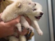 Les loups de Colossal Biosciences. // Source : Capture YouTube Colossal Biosciences